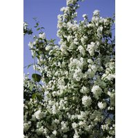 Kategorie <b>Produkt nicht gewünscht </b> - Philadelphus 'Virginal' 15-20 cm