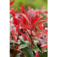 Kategorie <b>Hecken </b> - Photinia fraseri ' Devil's Dream' ® 125-150 cm