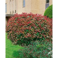 Kategorie <b>Blütensträucher und Ziergehölze </b> - Photinia fraseri 'Red Select' 60-100 cm