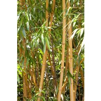 Kategorie <b>Blütensträucher und Ziergehölze </b> - Phyllostachys vivax aureocaulis 100-150 cm