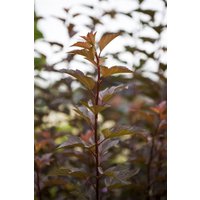 Kategorie <b>Produkt nicht gewünscht </b> - Physocarpus opulifolius 'Amber Jubilee' -R- 125-150 cm
