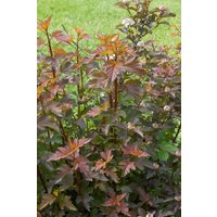 Kategorie <b>Produkt nicht gewünscht </b> - Physocarpus opulifolius 'Center Glow' 150-200 cm