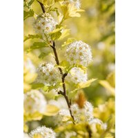 Kategorie <b>Produkt nicht gewünscht </b> - Physocarpus opulifolius 'Dart's Gold' 100-125 cm
