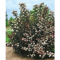 Kategorie <b>Blütensträucher und Ziergehölze </b> - Physocarpus opulifolius 'Midnight' 60-100 cm
