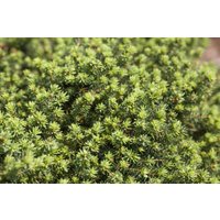 Nadelbäume u. Koniferen - Picea abies 'Little Gem' 25-30 cm