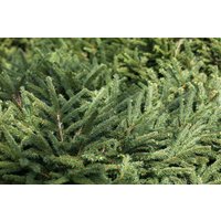 Nadelbäume u. Koniferen - Picea abies 'Pumila Glauca' 30-40 cm