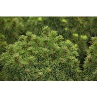 Nadelbäume u. Koniferen - Picea glauca 'Alberta Globe' 15-20 cm