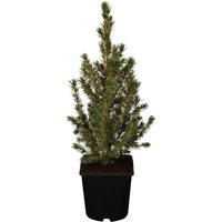 Kategorie <b>Nadelbäume u. Koniferen </b> - Picea glauca 'Conica' 20-30 cm