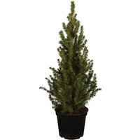 Kategorie <b>Nadelbäume u. Koniferen </b> - Picea glauca 'Conica' 40-50 cm