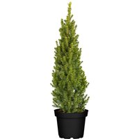 Nadelbäume u. Koniferen - Picea glauca 'Conica' 60-70 cm