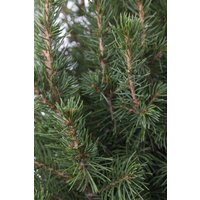 Kategorie <b>Nadelbäume u. Koniferen </b> - Picea glauca 'Conica' 125-150 cm