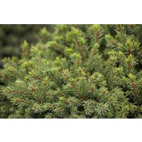 Nadelbäume u. Koniferen - Picea glauca 'Echiniformis' 30-35 cm