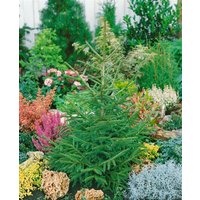 Nadelbäume u. Koniferen - Picea orientalis 'Aurea Compacta' 80-100 cm