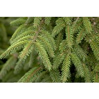 Nadelbäume u. Koniferen - Picea orientalis 'Aureospicata' 40-50 cm