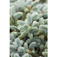 Nadelbäume u. Koniferen - Picea pungens glauca 40-60 cm