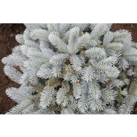 Nadelbäume u. Koniferen - Picea pungens 'Glauca Globosa' 50-60 cm