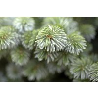 Kategorie <b>Nadelbäume u. Koniferen </b> - Picea sitchensis 'Silberzwerg' 20-25 cm