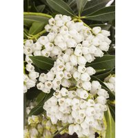 Kategorie <b>immergrüne Laubbäume </b> - Pieris japonica 'Debutante' ca. 10 cm Topf (Wuchs jahreszeitlich)