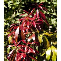 Kategorie <b>immergrüne Laubbäume </b> - Pieris japonica 'Forest Flame' 150-175 cm