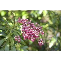Rhododendren, Azaleen und Heide - Pieris japonica 'Passion' -R- 20-25 cm
