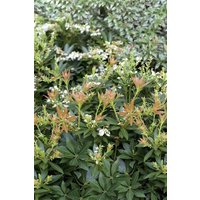 Kategorie <b>immergrüne Laubbäume </b> - Pieris japonica 'Prelude' ca. 10 cm Topf (Wuchs jahreszeitlich)