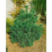 Nadelbäume u. Koniferen - Pinus cembra 'Nana' 30-40 cm