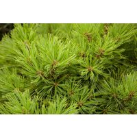 Nadelbäume u. Koniferen - Pinus densiflora 'Low Glow' 30-40 cm