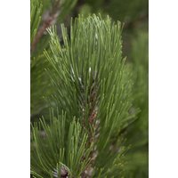 Nadelbäume u. Koniferen - Pinus heldreichii 'Helmers Japan' 25-30 cm