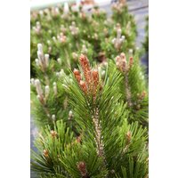 Nadelbäume u. Koniferen - Pinus heldreichii 'Little Dracula' 60-70 cm