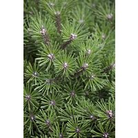 Kategorie <b>Produkt nicht gewünscht </b> - Pinus mugo 'Benjamin' 25-25 cm