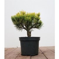 Kategorie <b>Produkt nicht gewünscht </b> - Pinus mugo 'Carsten's Wintergold' 20-25 cm
