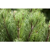 Kategorie <b>Produkt nicht gewünscht </b> - Pinus mugo 'Carsten's Wintergold' 40-50 cm