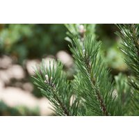 Kategorie <b>Produkt nicht gewünscht </b> - Pinus mugo 'Gnom' 20-25 cm