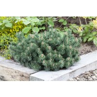 Kategorie <b>Produkt nicht gewünscht </b> - Pinus mugo 'Humpy' 100-125 cm
