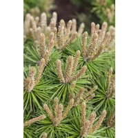 Kategorie <b>Produkt nicht gewünscht </b> - Pinus mugo 'Klostergrün' 15-20 cm