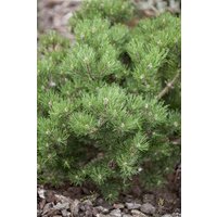 Kategorie <b>Produkt nicht gewünscht </b> - Pinus mugo 'Laurin' 15-20 cm