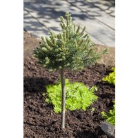 Kategorie <b>Produkt nicht gewünscht </b> - Pinus mugo 'Mini Mops' 25-30 cm