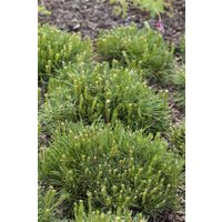 Nadelbäume u. Koniferen - Pinus mugo mughus 80-100 cm