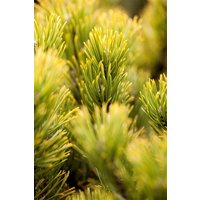 Kategorie <b>Produkt nicht gewünscht </b> - Pinus mugo 'Ophir' 30-40 cm