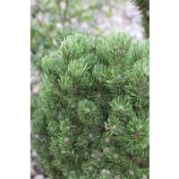 Kategorie <b>Produkt nicht gewünscht </b> - Pinus mugo 'Picobello' 25-30 cm
