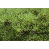 Nadelbäume u. Koniferen - Pinus nigra 'Marie Bregeon' -R- 20-25 cm