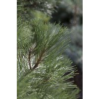 Nadelbäume u. Koniferen - Pinus nigra 'Nana' 50-60 cm