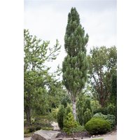 Nadelbäume u. Koniferen - Pinus nigra 'Obelisk' 70-80 cm
