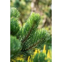 Nadelbäume u. Koniferen - Pinus nigra 'Oregon Green' 30-40 cm