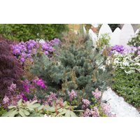 Nadelbäume u. Koniferen - Pinus parviflora 'Negishi' 40-50 cm