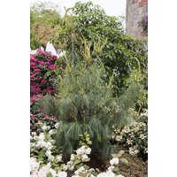 Nadelbäume u. Koniferen - Pinus schwerinii 150-175 cm