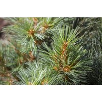 Kategorie <b>Produkt nicht gewünscht </b> - Pinus strobus 'Macopin' 30-40 cm