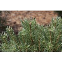 Nadelbäume u. Koniferen - Pinus sylvestris 80-100 cm
