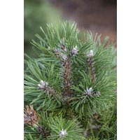 Kategorie <b>Nadelbäume u. Koniferen </b> - Pinus uncinata 'Grüne Welle' 25-30 cm