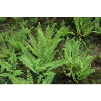Gräser - Polystichum setiferum 'Herrenhausen', gen. 40-60 cm